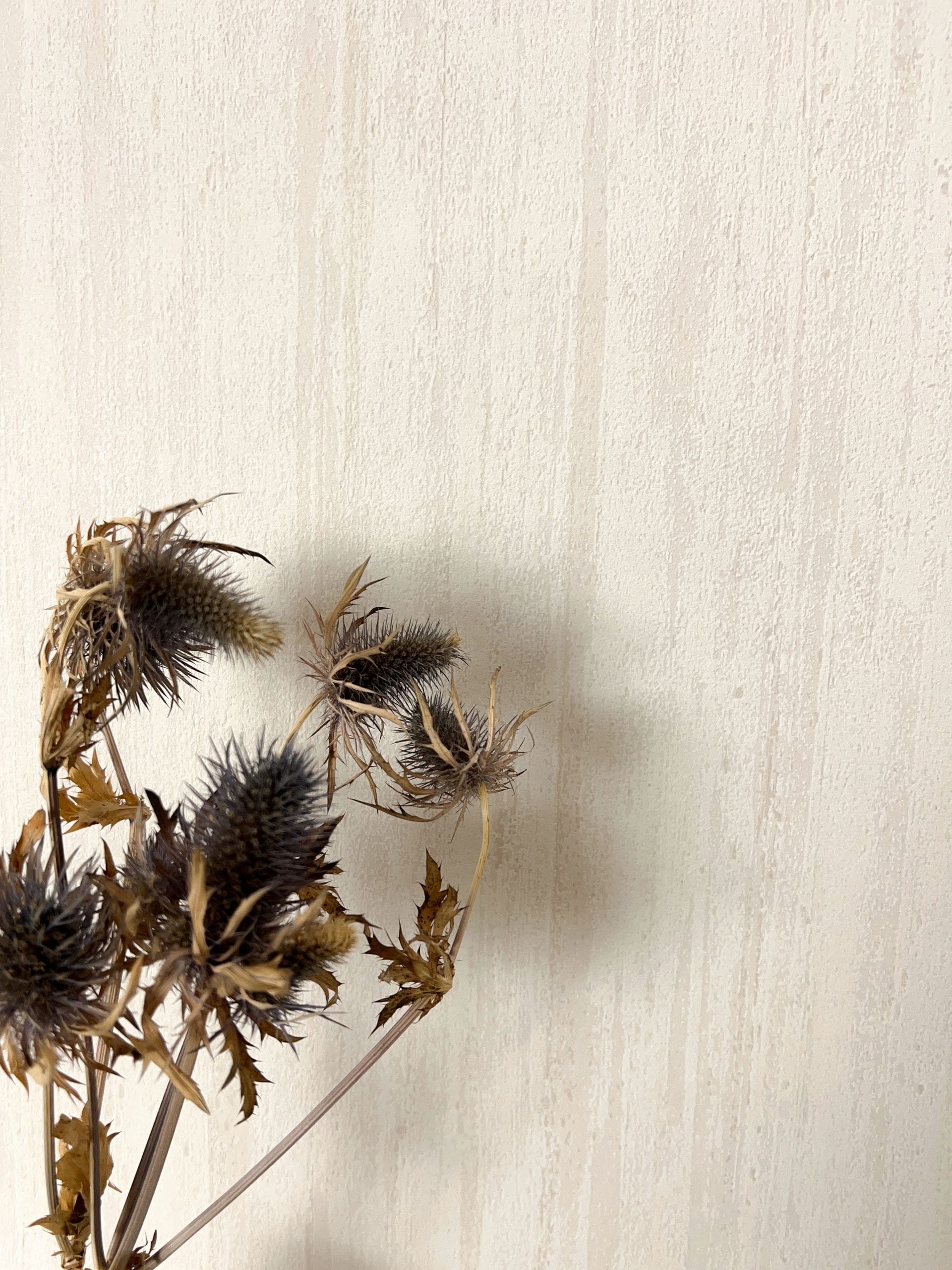 Vesna Avir Beige